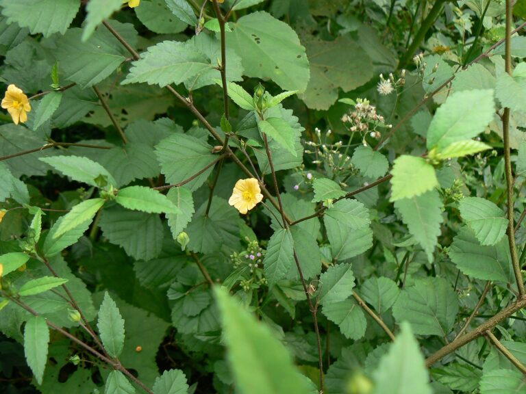 Vlákeň kosolistá Vlákeň kosolistá (Sida rhombifolia)