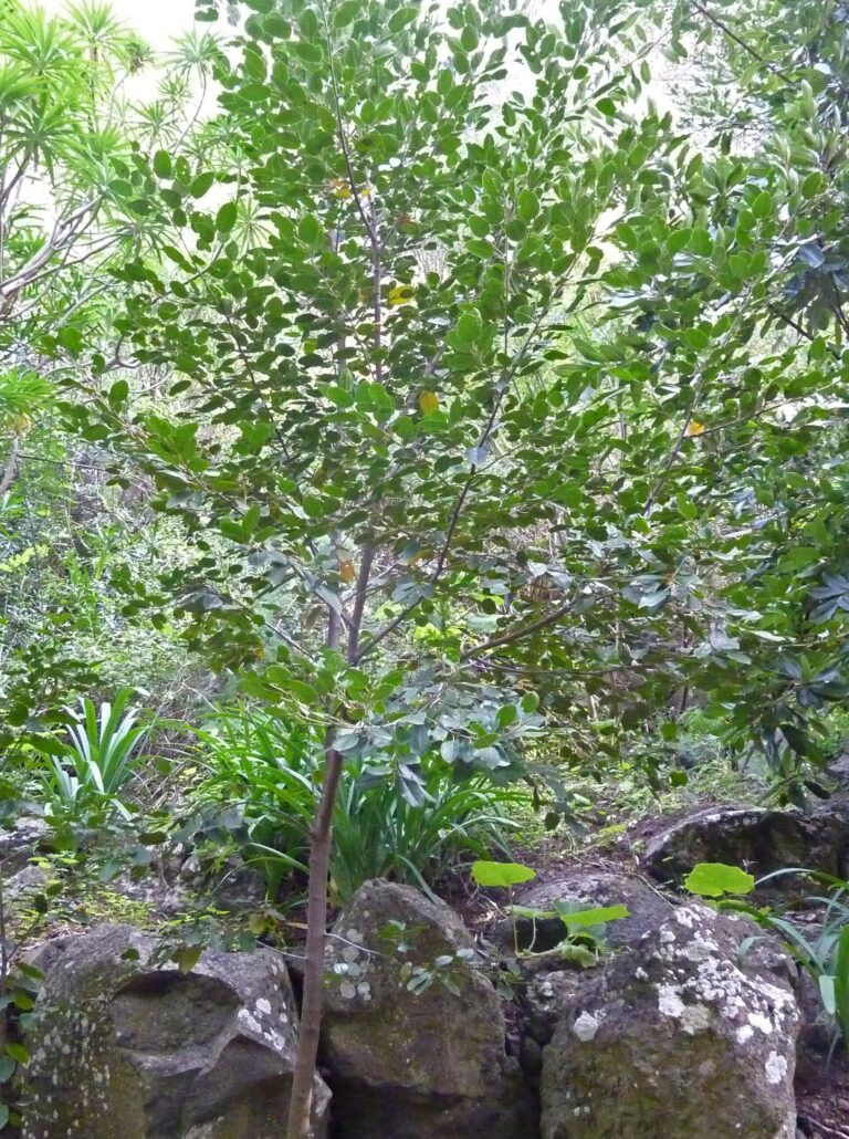 Řešetlák žláznatý (Rhamnus glandulosa)