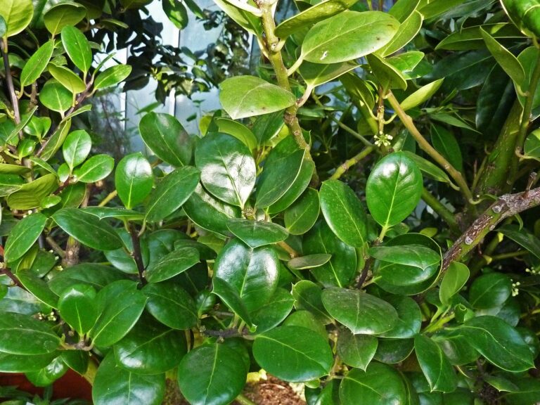 Cesmína širokolistá (Ilex perado)