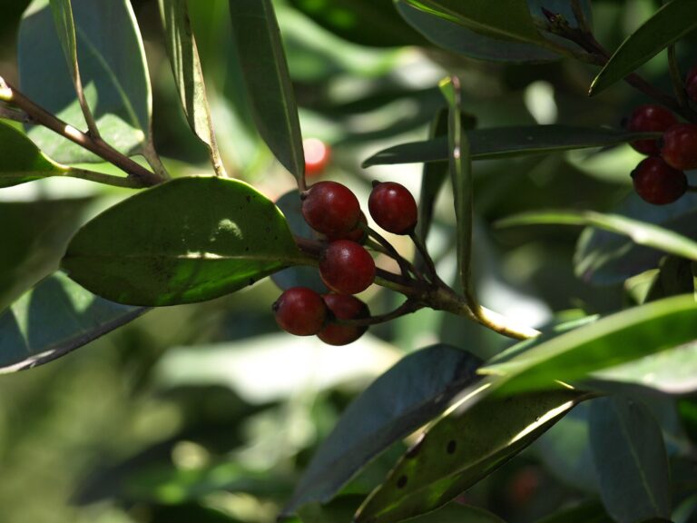 Cesmína kanárská (Ilex canariensis)