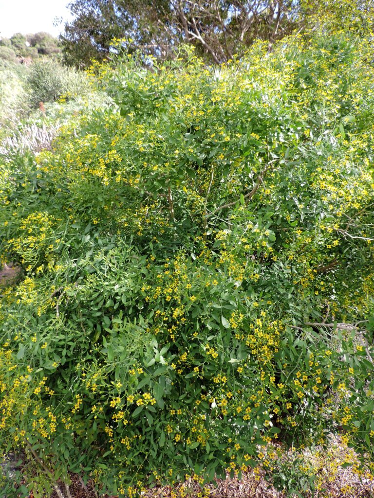 Routa zpeřená (Ruta pinnata)