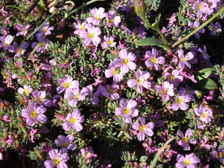 Frankenie hladká (Frankenia laevis)