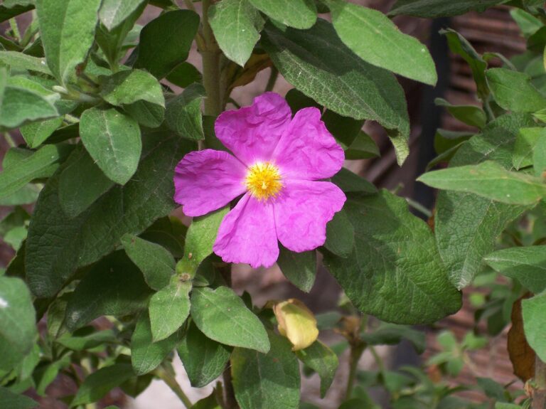 Cist kostivalolistý (Cistus symphytifolius)