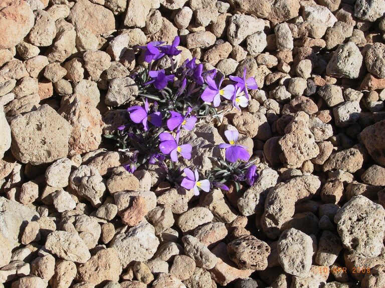 Violka chejrolistá (Viola cheiranthifolia)
