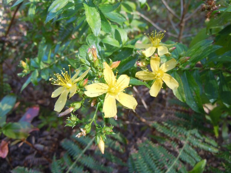Třezalka žláznatá (Hypericum glandulosum)