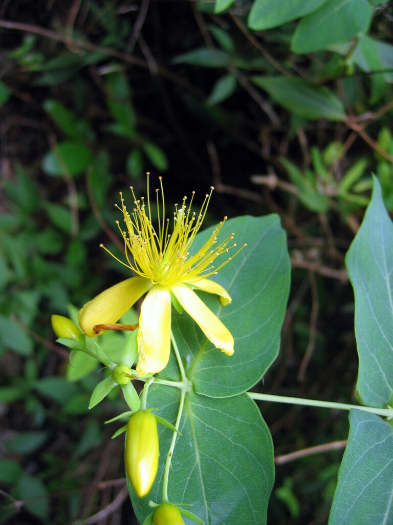 Třezalka velkolistá Třezalka velkolistá (Hypericum grandifolium)