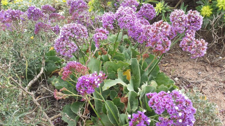Statice pýřitá (Limonium puberulum)