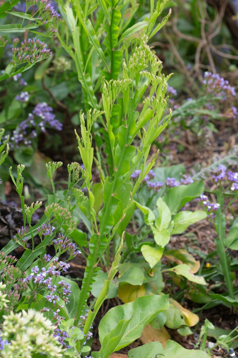 Statice střechovitá Statice střechovitá (Limonium imbricatum)