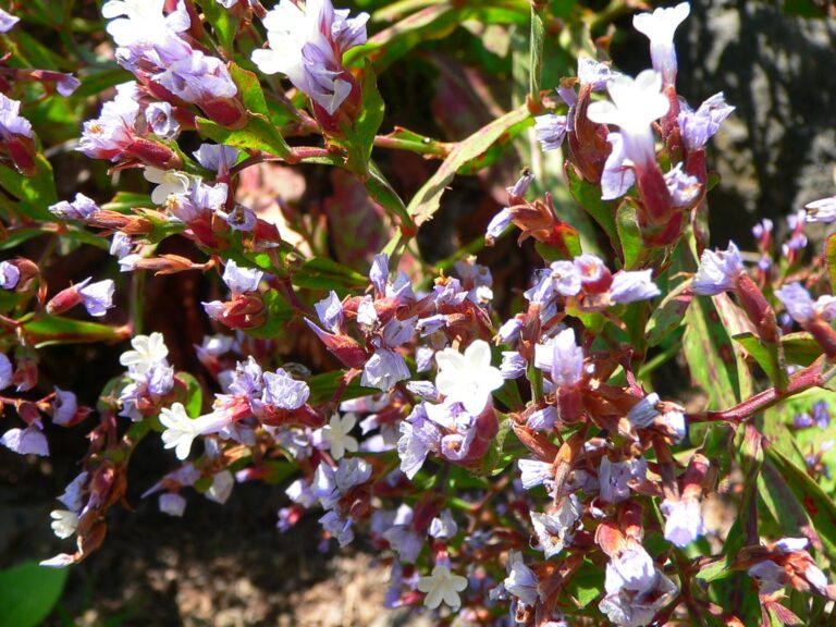 Statice řepkolistá Statice řepkolistá (Limonium brassicifolium)