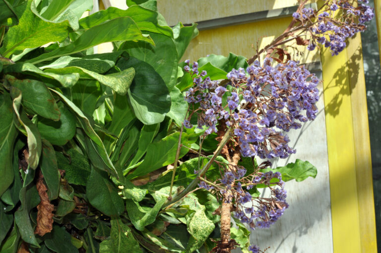 Statice velkolistá (Limonium macrophyllum)