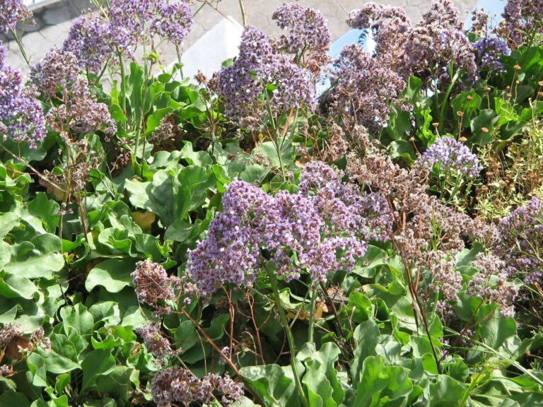 Statice keřovitá (Limonium fruticans)