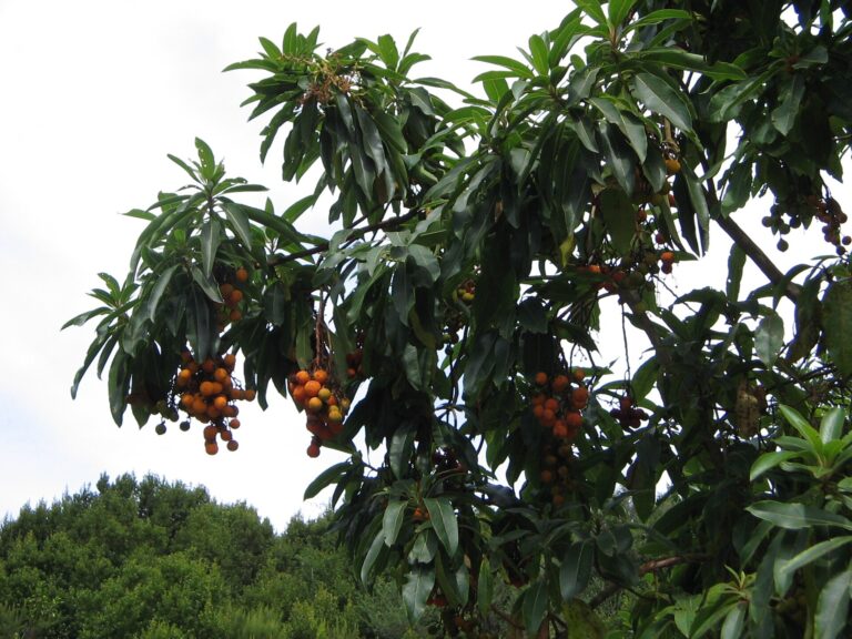 Planika kanárská (Arbutus canariensis)