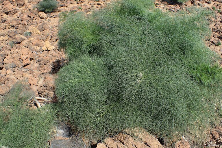 Ločidlo linkovo (Ferula linkii)