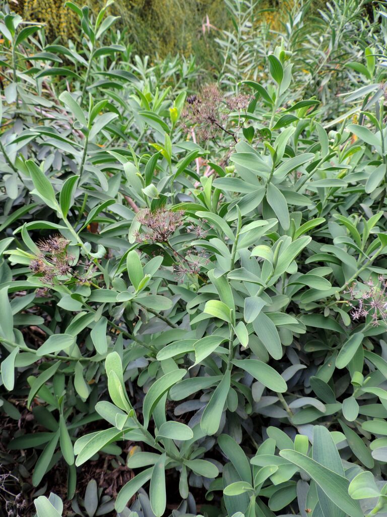 Prorostlík jandijský (Bupleurum handiense)