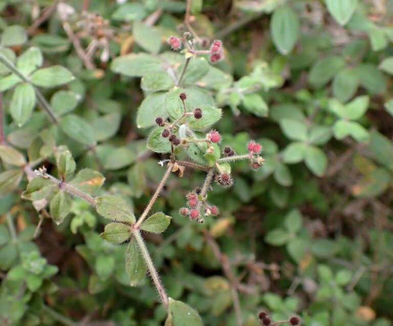 Svízel drsný (Galium scabrum)
