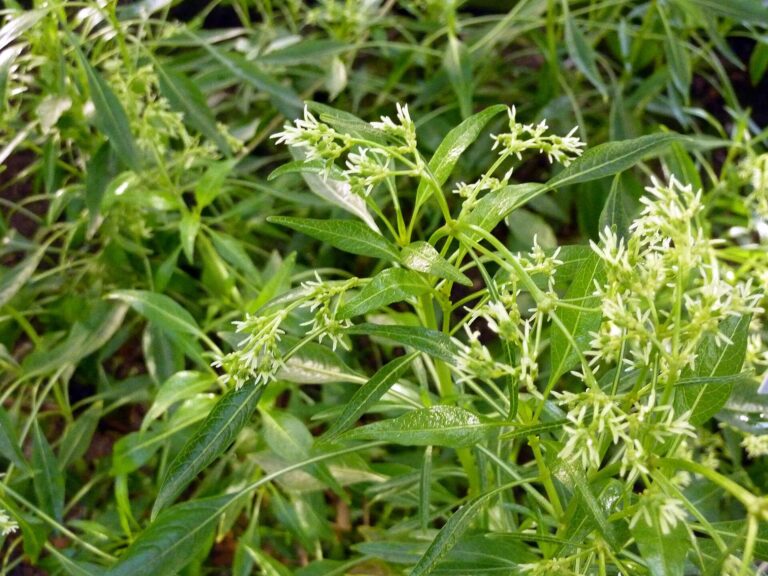 Fylis lepkavá (Phyllis viscosa)