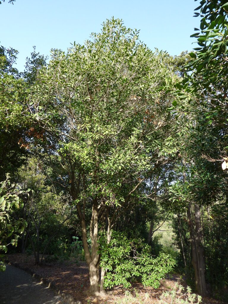 Pikonie ztepilá (Picconia excelsa)