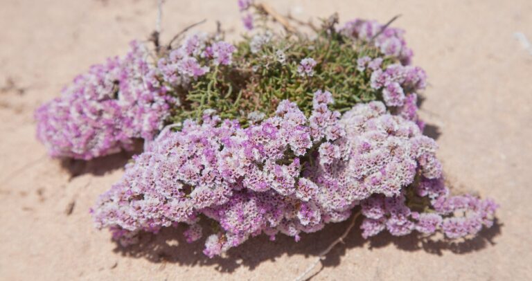 Statice papilnatá (Limonium papillatum)