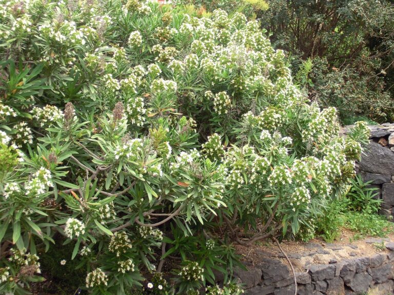 Hadinec obrovský (Echium giganteum)