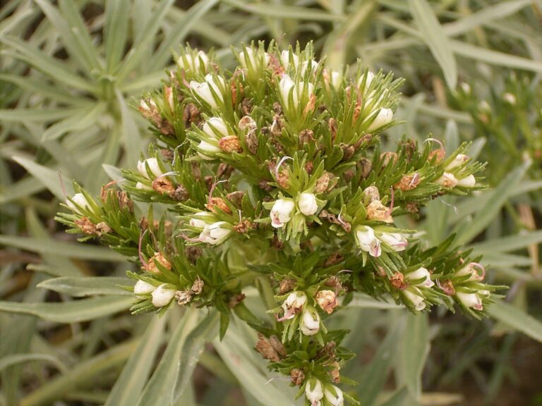 Hadinec krátkokvětý (Echium brevirame)