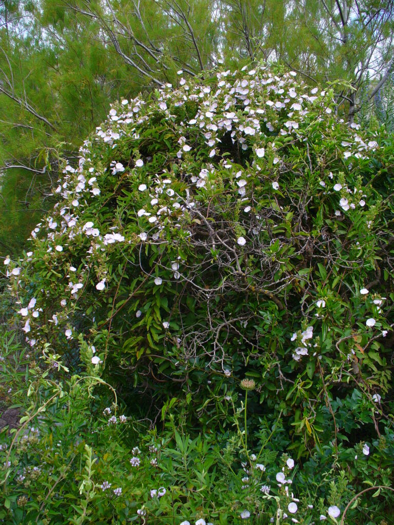 Svlačec kanárský (Convolvulus canariensis)