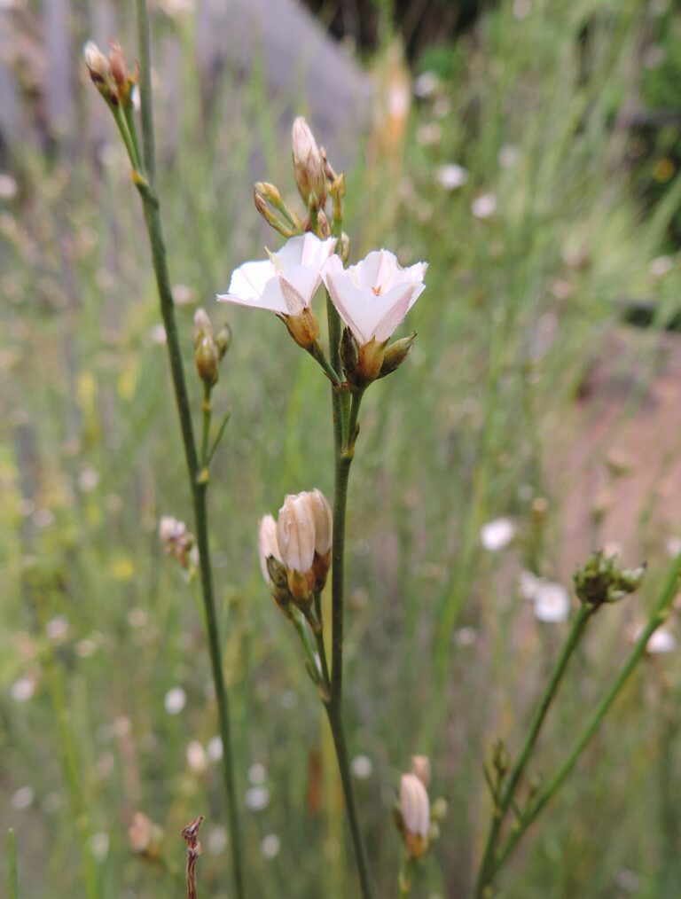 Svlačec metlatý (Convolvulus scoparius)