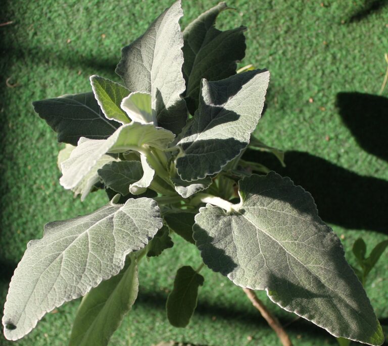 Hojník vouskatý (Sideritis barbellata)