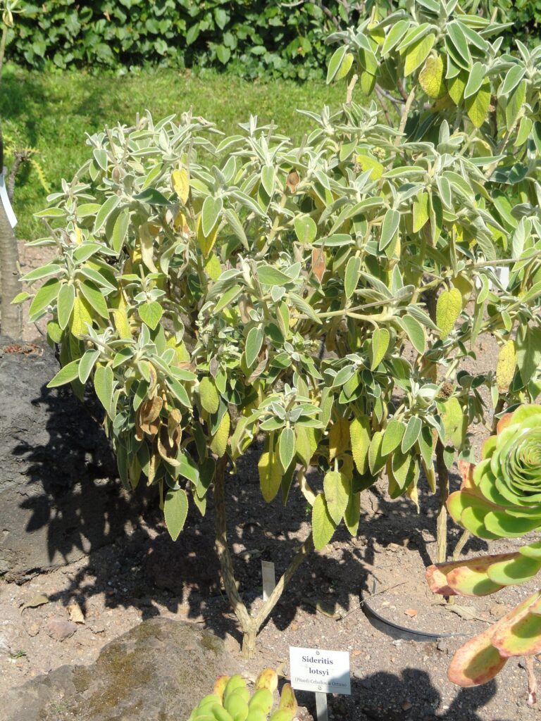 Hojník lotsyův (Sideritis lotsyi)