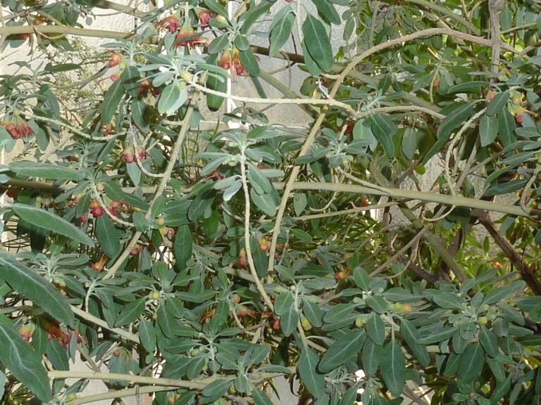 Ožanka různolistá (Teucrium heterophyllum)