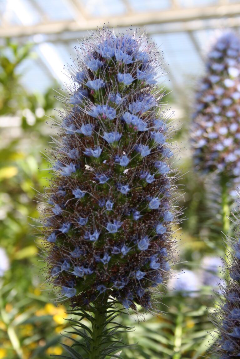 Hadinec krásnokvětý (Echium callithyrsum)