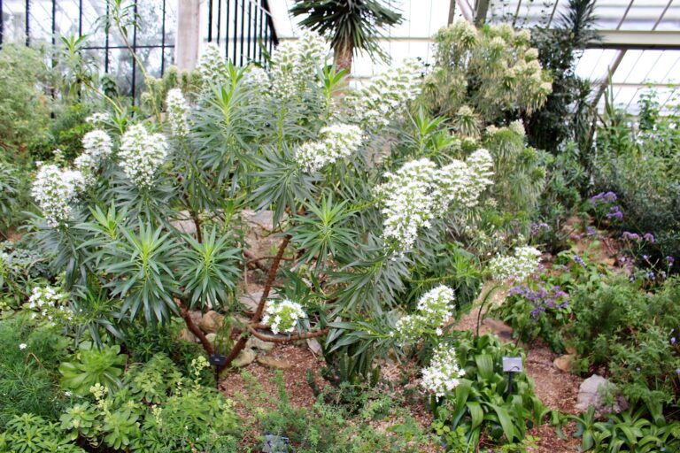 Hadinec decaisneův (Echium decaisnei)