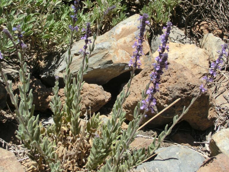Šanta teidská (Nepeta teydea)