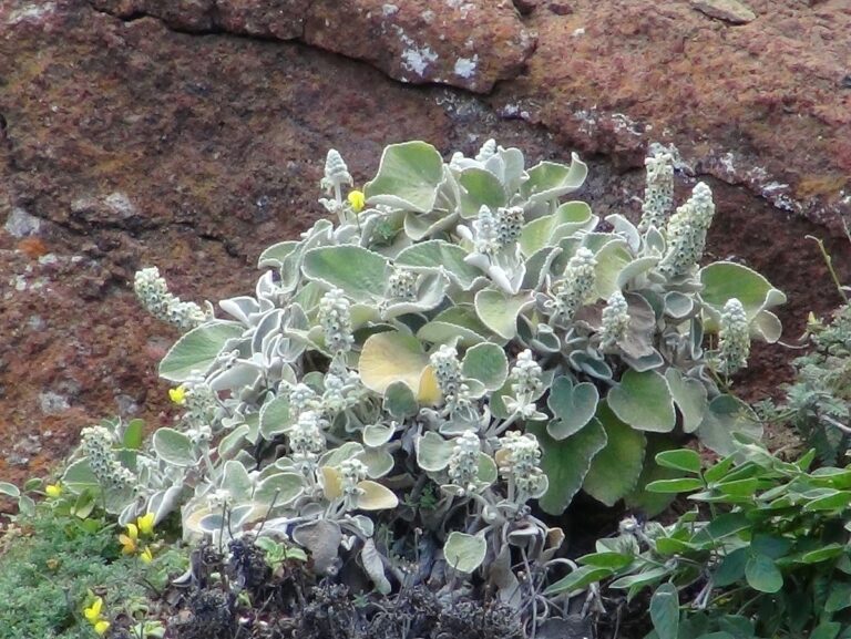 Hojník krétský (Sideritis cretica)