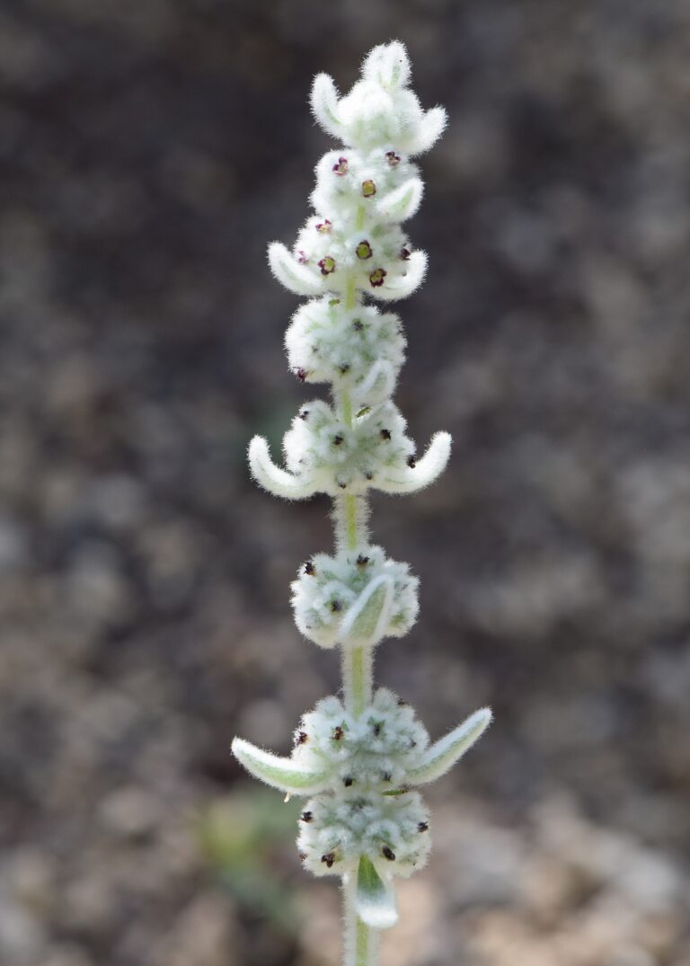 Hojník caňadaský (Sideritis eriocephala)