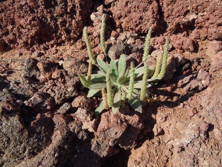 Jitrocel aschersonův (Plantago aschersonii)