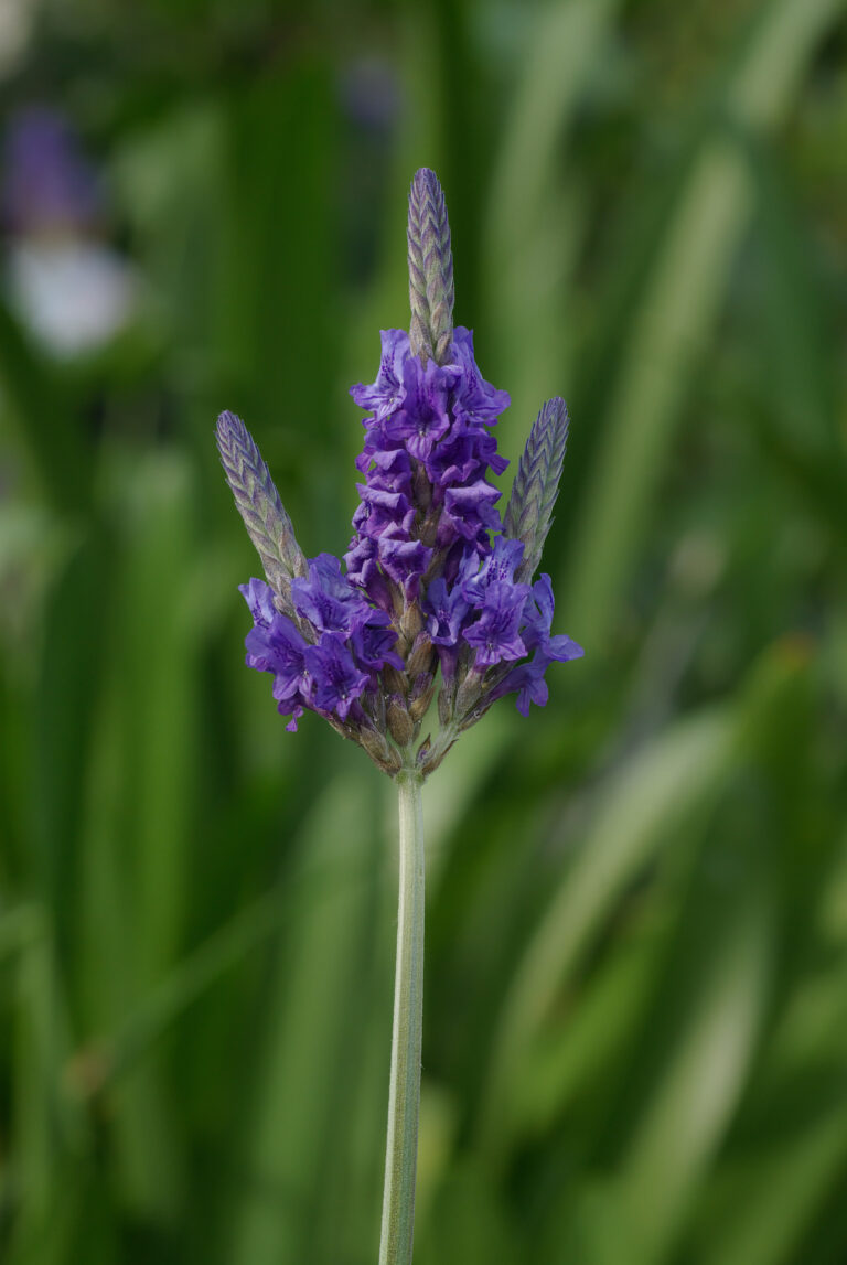 Levandule kanárská (Lavandula multifida)