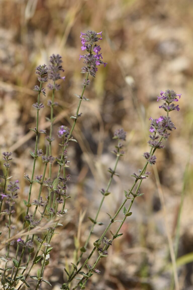 Saturejka borová (Micromeria nervosa)
