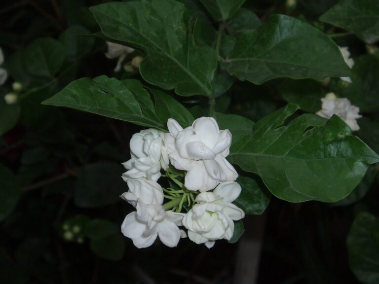 Jasmín arabský (Jasminum sambac)