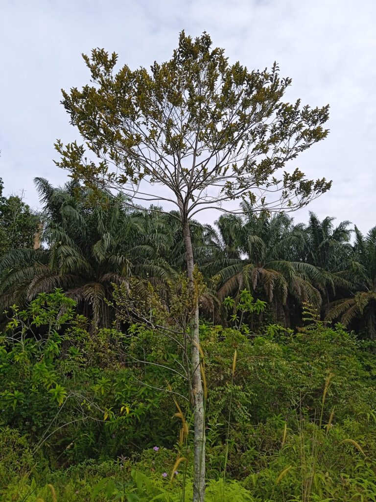 Muškátovník vonný (Myristica fragrans)
