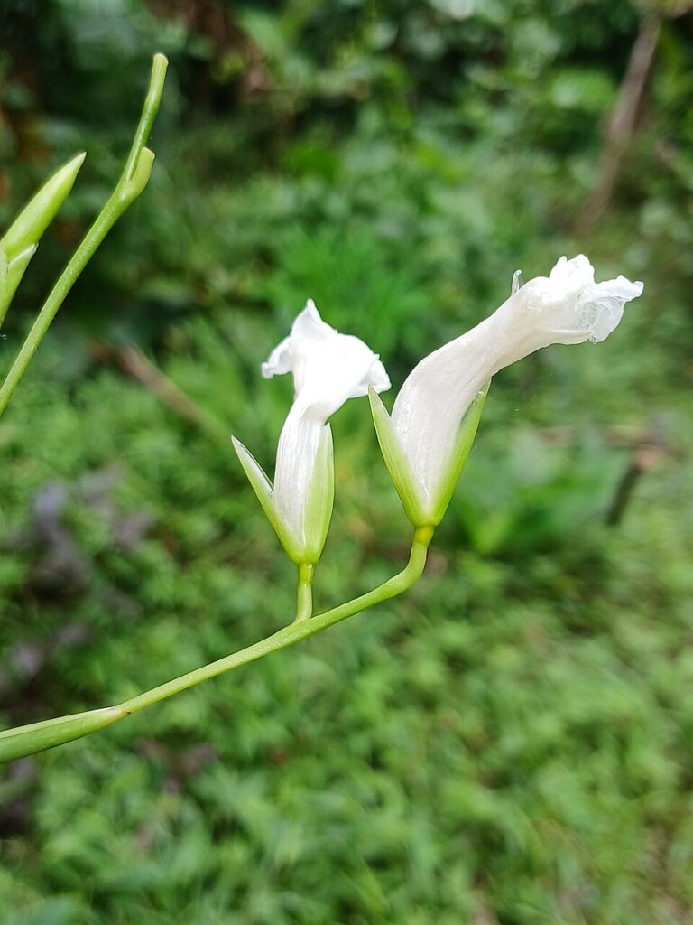 Maranta třtinová