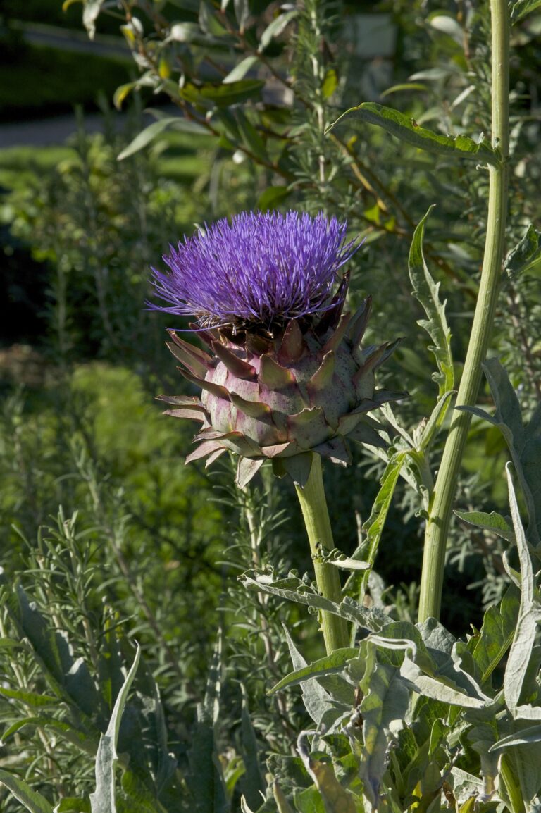 Artyčok zelinný (Cynara scolymus)