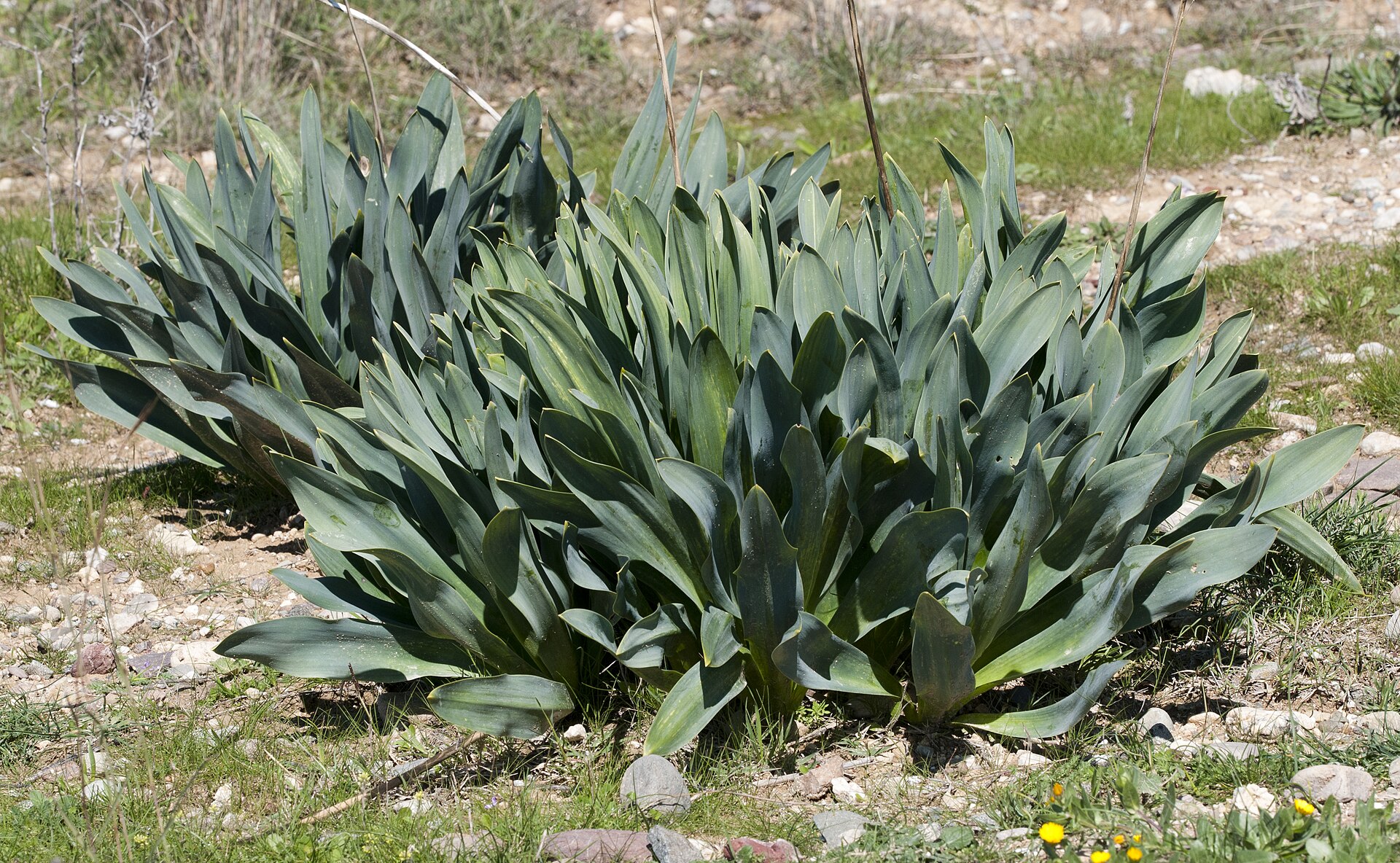 Urginea přímořská