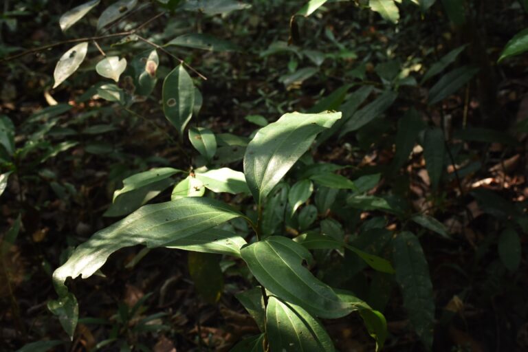 Skořicovník cejlonský (Cinnamomum verum)