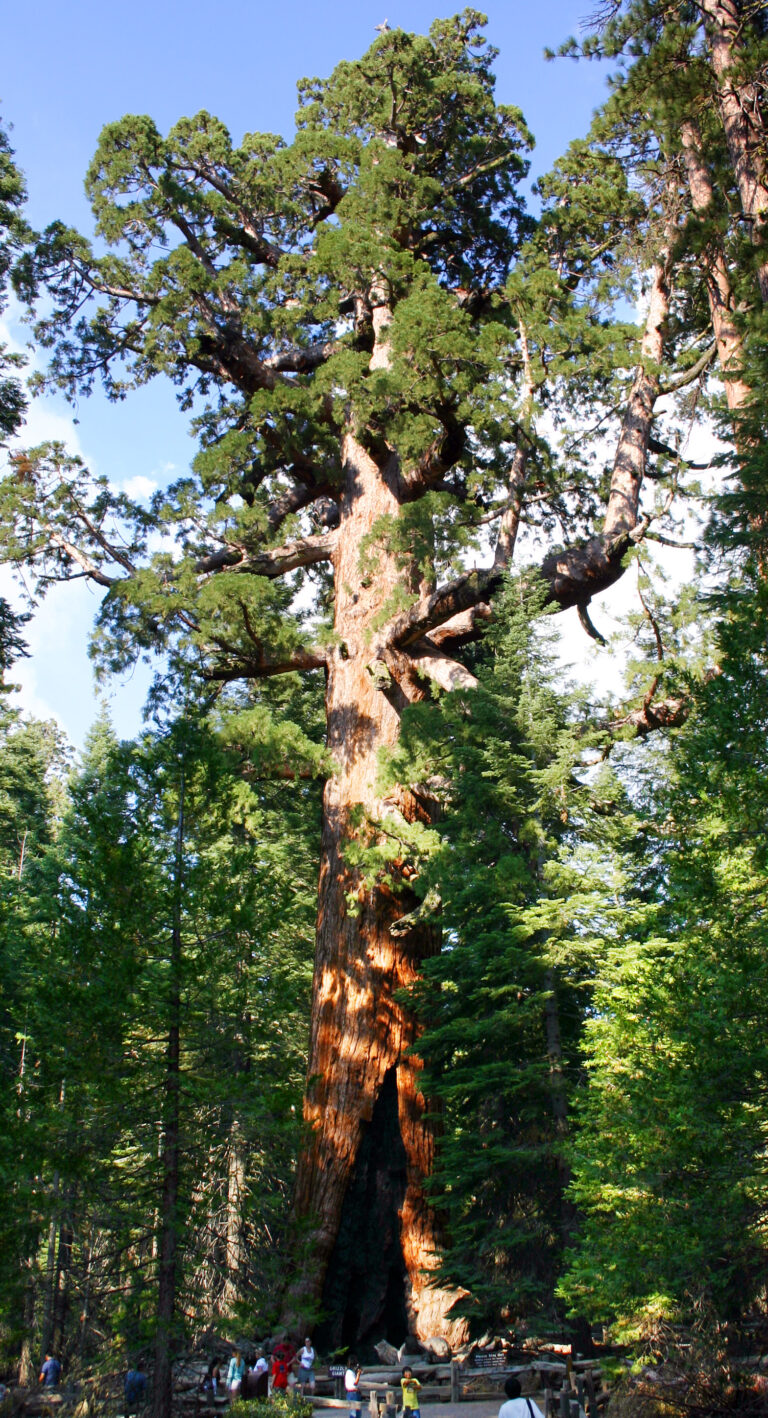 Sekvojovec mamutí (Sequoiadendron giganteum)