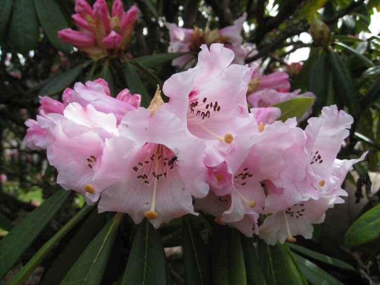 Rododendron calophytum