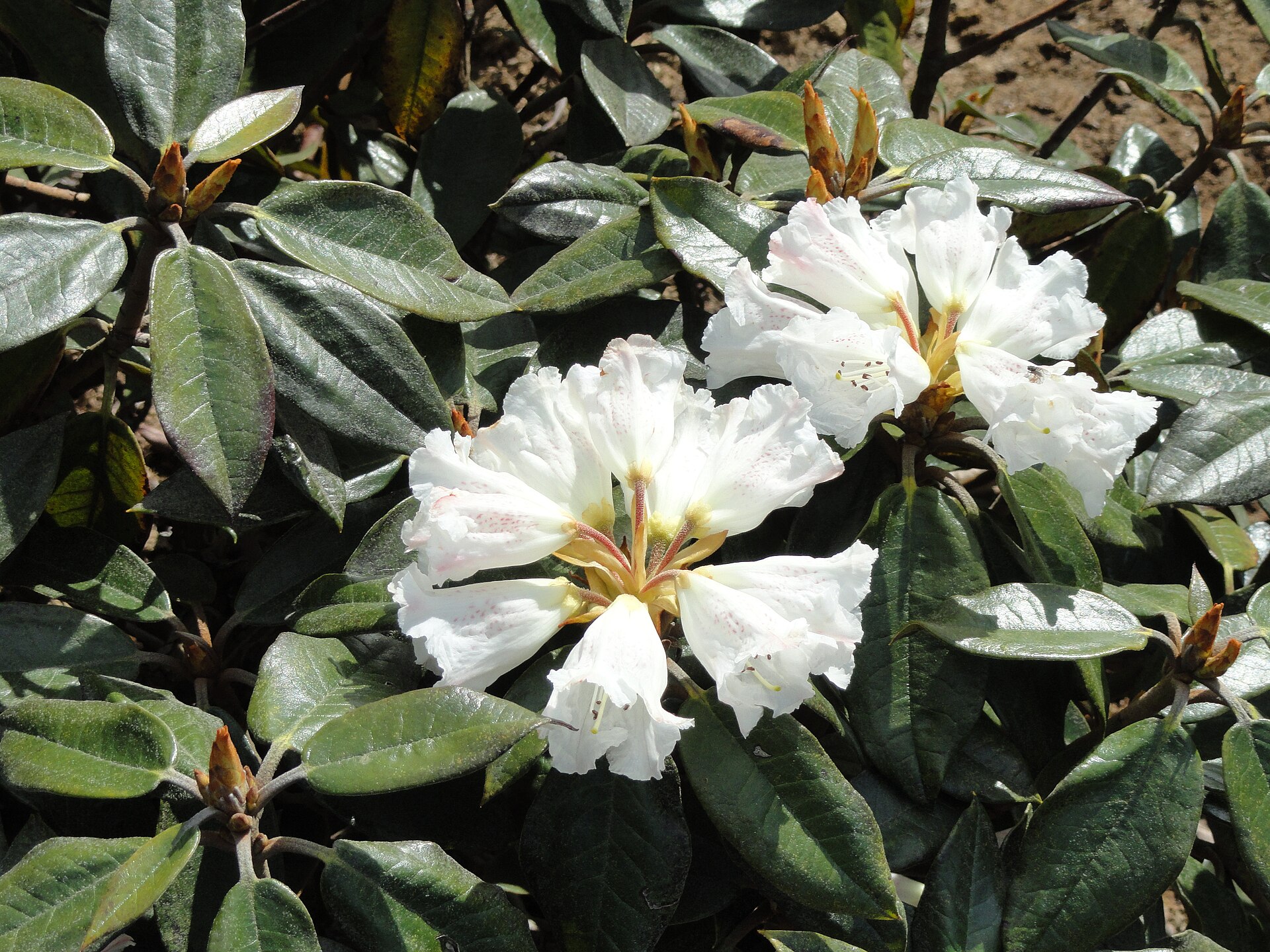 Rododendron bureavii