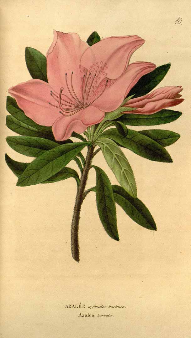 Rododendron barbatum
