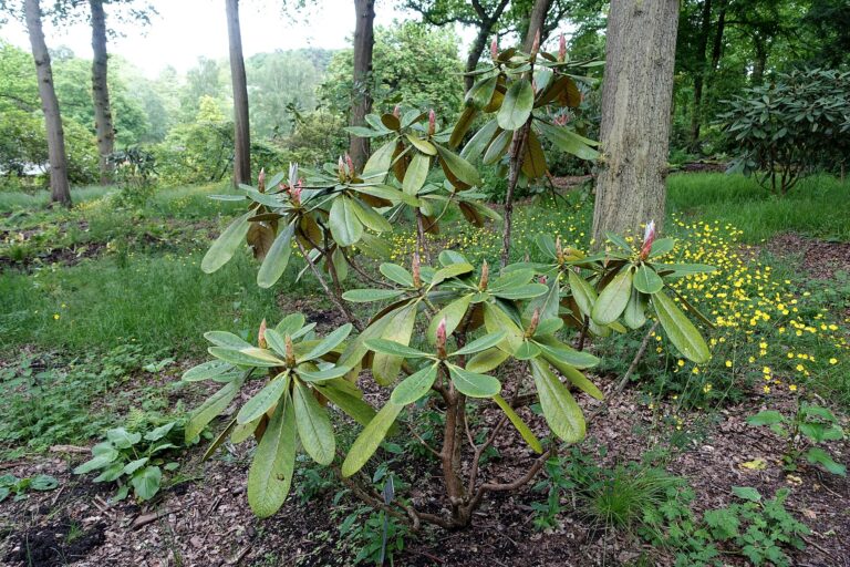 Rododendron basilicum