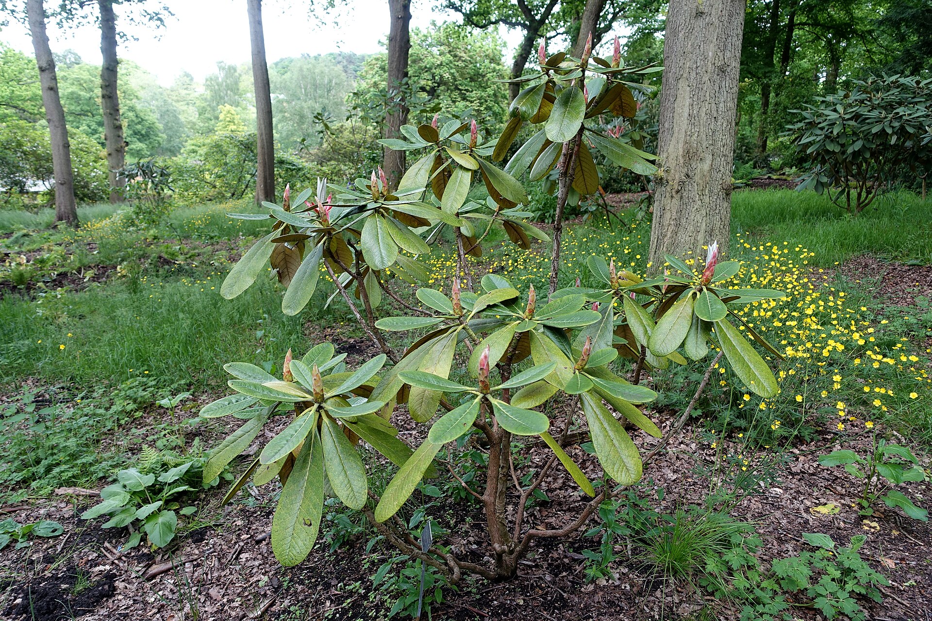 Rododendron basilicum