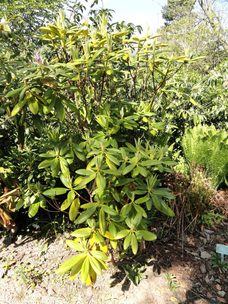 Rododendron brachycarpum